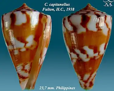 Conus capitanellus Fulton, H.C., 1938