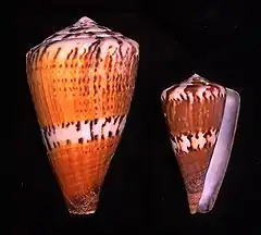 Description de l'image Conus capitaneus.shell001.jpg.