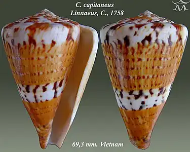 Conus capitaneus Linnaeus, C., 1758