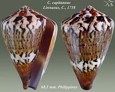 Conus capitaneus Linnaeus, C., 1758