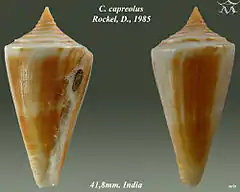 Description de l'image Conus capreolus 1.jpg.