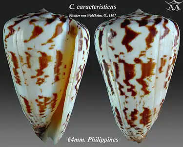 Description de l'image Conus caracteristicus 1.jpg.