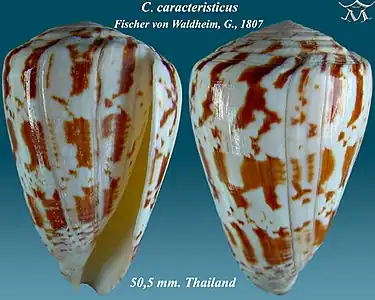 Conus caracteristicus Fischer von Waldheim, G., 1807