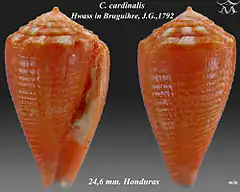 Description de l'image Conus cardinalis 1.jpg.