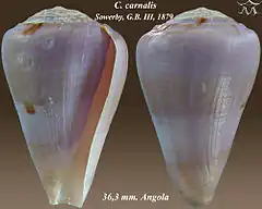 Description de l'image Conus carnalis 1.jpg.