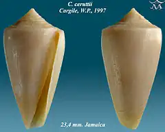 Description de l'image Conus ceruttii 1.jpg.