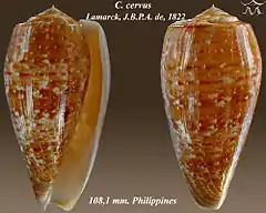 Description de l'image Conus cervus 1.jpg.