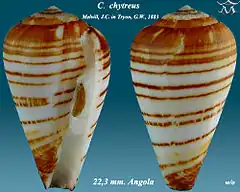 Description de l'image Conus chytreus 1.jpg.