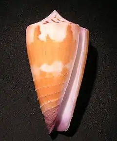 Description de l'image Conus circumactus 001.jpg.