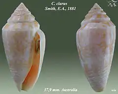 Description de l'image Conus clarus 1.jpg.