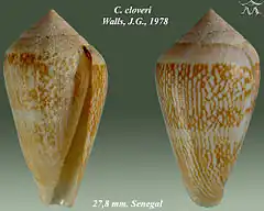 Description de l'image Conus cloveri 1.jpg.