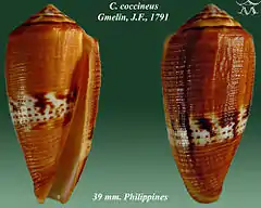 Description de l'image Conus coccineus 1.jpg.