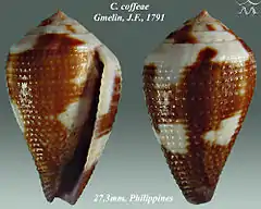 Description de l'image Conus coffeae 1.jpg.