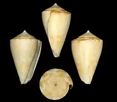 Description de l'image Conus colombianus 001.jpg.