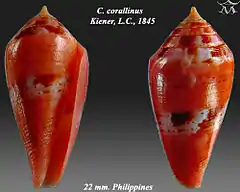 Description de l'image Conus corallinus 1.jpg.