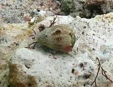 Conus coronatus