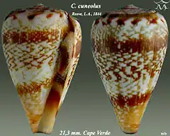 Description de l'image Conus cuneolus 1.jpg.