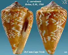 Description de l'image Conus curralensis 1.jpg.
