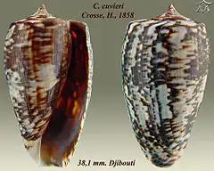 Description de l'image Conus cuvieri 1.jpg.