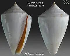 Description de l'image Conus cyanostoma 1.jpg.