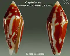 Description de l'image Conus cylindraceus 1.jpg.