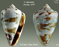 Description de l'image Conus damottai damottai 1.jpg.