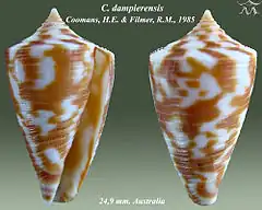 Description de l'image Conus dampierensis 1.jpg.