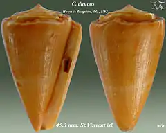 Description de l'image Conus daucus 1.jpg.