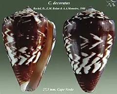 Description de l'image Conus decoratus 1.jpg.