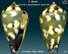 Description de l'image Conus denizi 1.jpg.