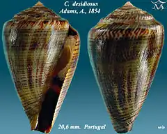 Description de l'image Conus desidiosus 1.jpg.