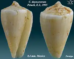 Description de l'image Conus deynzerorum 1.jpg.