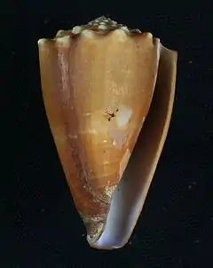 Description de l'image Conus diadema.JPG.