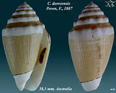 Description de l'image Conus dorreensis 1.jpg.