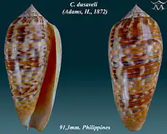 Description de l'image Conus dusaveli 1.jpg.