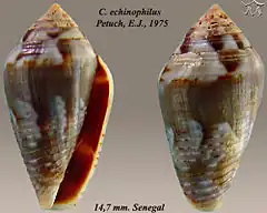Description de l'image Conus echinophilus 1.jpg.