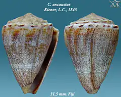 Description de l'image Conus encaustus 1.jpg.