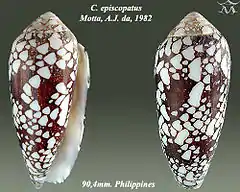 Description de l'image Conus episcopatus 1.jpg.