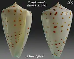 Description de l'image Conus erythraeensis 1.jpg.