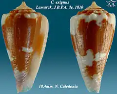 Description de l'image Conus exiguus 3.jpg.