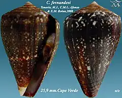 Description de l'image Conus fernandesi 1.jpg.