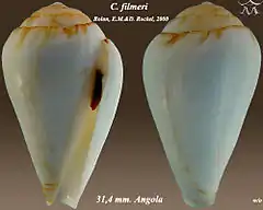 Description de l'image Conus filmeri 1.jpg.