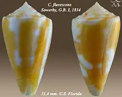 Description de l'image Conus flavescens 1.jpg.