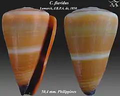 Description de l'image Conus flavidus 1.jpg.