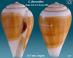 Description de l'image Conus flavusalbus 1.jpg.