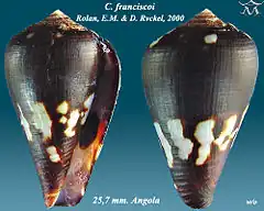 Description de l'image Conus franciscoi 1.jpg.