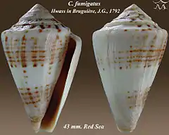 Description de l'image Conus fumigatus 1.jpg.