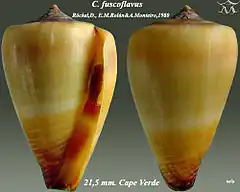 Description de l'image Conus fuscoflavus 1.jpg.