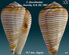 Description de l'image Conus fuscolineatus 1.jpg.