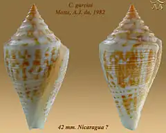 Description de l'image Conus garciai 1.jpg.